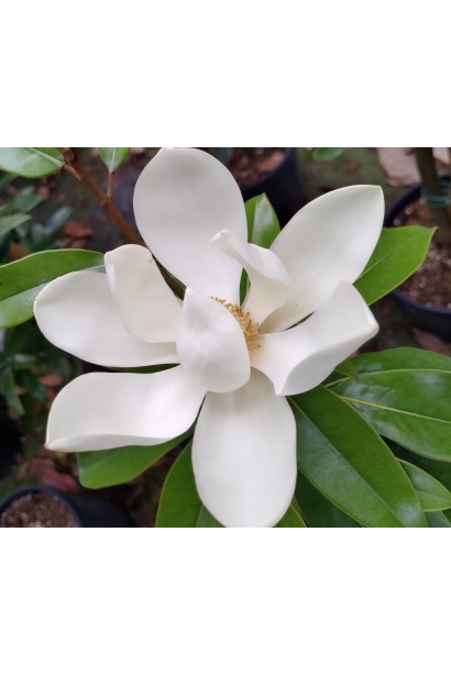 Магнолія Альта полив